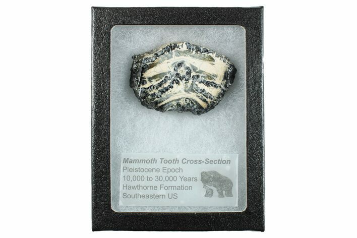 Mammoth Molar Slice with Case - South Carolina #263449